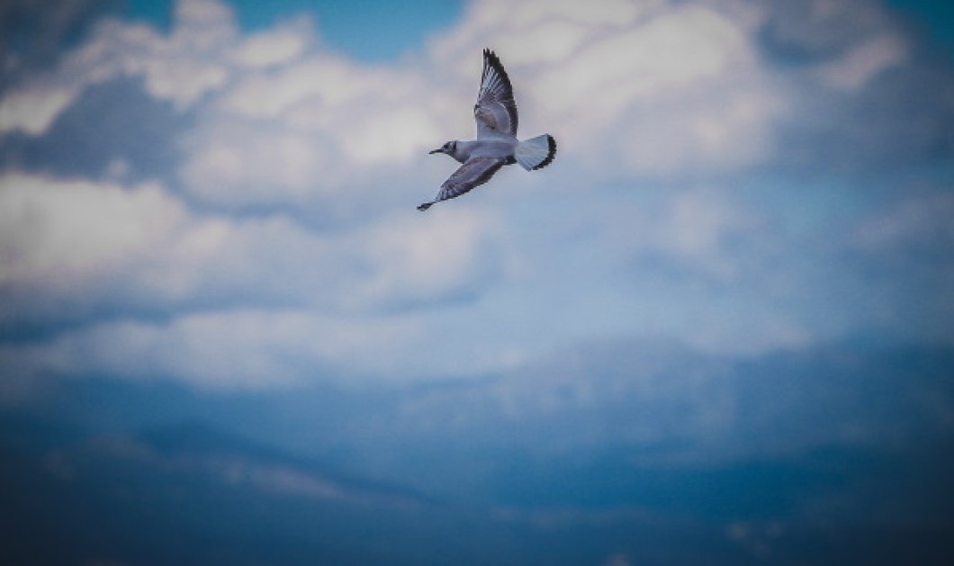 Θα ζήσω ελεύθερο πουλί/ Photo: Eurokinissi