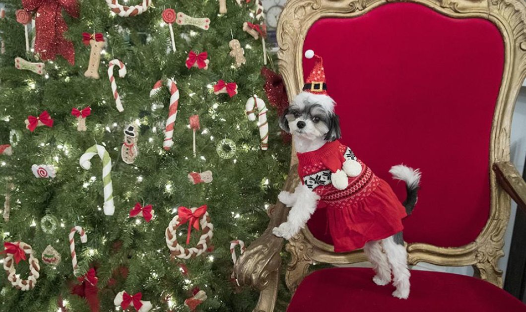 H Tinkerbelle ποζάρει με πουλόβερ Martha Stewart Pets - Εσείς τι θα αγοράσετε στο pet σας για τις γιορτές; AP Photo/Mary Altaffer