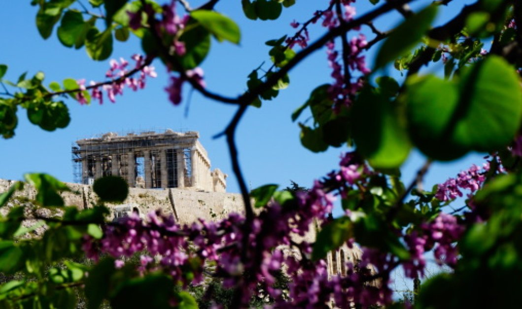 Οι πασχαλιές άνθισαν και στην Ακρόπολη – Καλή Ανάσταση/ Photo: EUROKINISSI - ΚΟΝΤΑΡΙΝΗΣ ΓΙΩΡΓΟΣ 