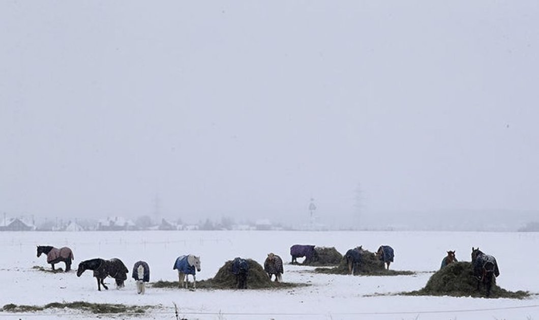 Φωτό ημέρας: Άλογα σε χιονισμένο λιβάδι EPA/MAXIM SHIPENKOV