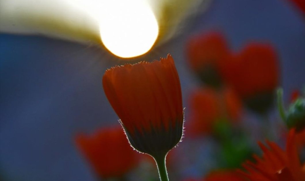 Μαργαρίτες φωτίζονται από τις ακτίνες του ήλιου που ανατέλλει, στη Ζόγκα Ελληνικού, στην Αργολίδα - Picture: ΑΠΕ-ΜΠΕ / ΜΠΟΥΓΙΩΤΗΣ ΕΥΑΓΓΕΛΟΣ