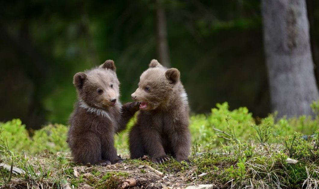 Δύο μικρά αρκουδάκια  παίζουν σε ένα δάσος των Καρπαθίων στην Ουκρανία - Φωτογραφία:  VOLODYMYR BURDIAK, NATIONAL GEOGRAPHIC