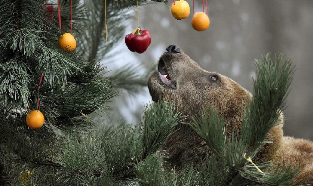 08/12/2014 - Ένα χριστουγεννιάτικο δέντρο για... αρκούδες! Στολισμένο με φρούτα, λαχανικά και κάθε λογής καλούδια! Φωτό: REUTERS/Fabian Bimmer
