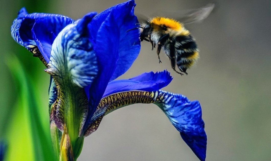 Μέλισσες: «A Story of Survival» - Η έκθεση για τον συναρπαστικό κόσμο και την επίδρασή τους (βίντεο)