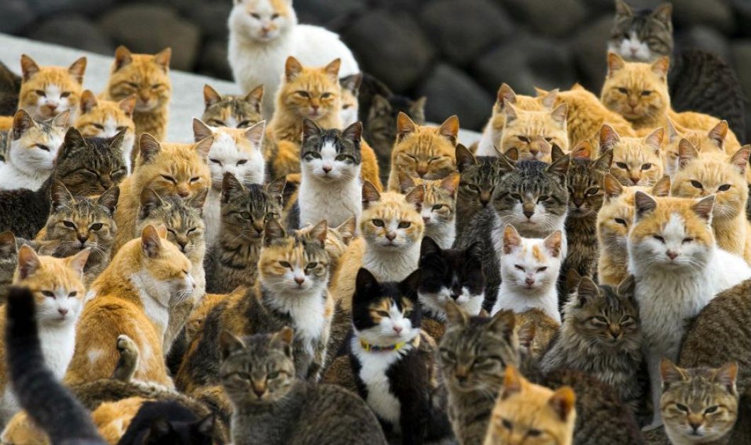 3/3/15: Δείτε το νησί της Ιαπωνίας όπου οι γάτες έχουν κάνει κατάληψη! 6 προς 1 η αριθμητική τους υπεροπλία έναντι των κατοίκων! Φωτό: REUTERS/Thomas Peter
