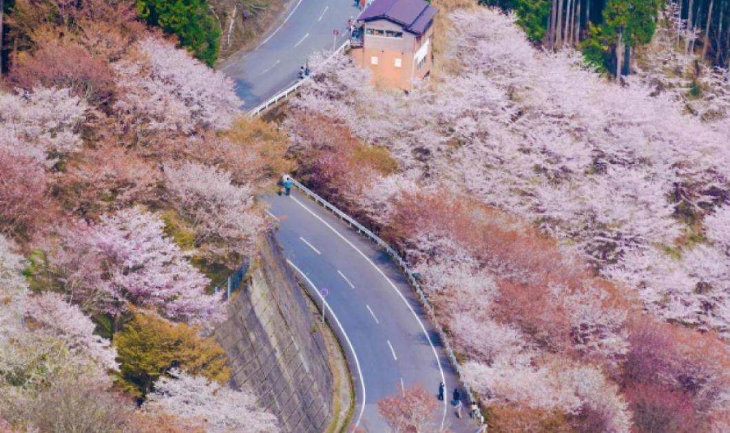 Φωτογραφία ημέρας: 30,000 Flowers Full of Cherry Blossoms by @lizeatery /instagram:  fubiz