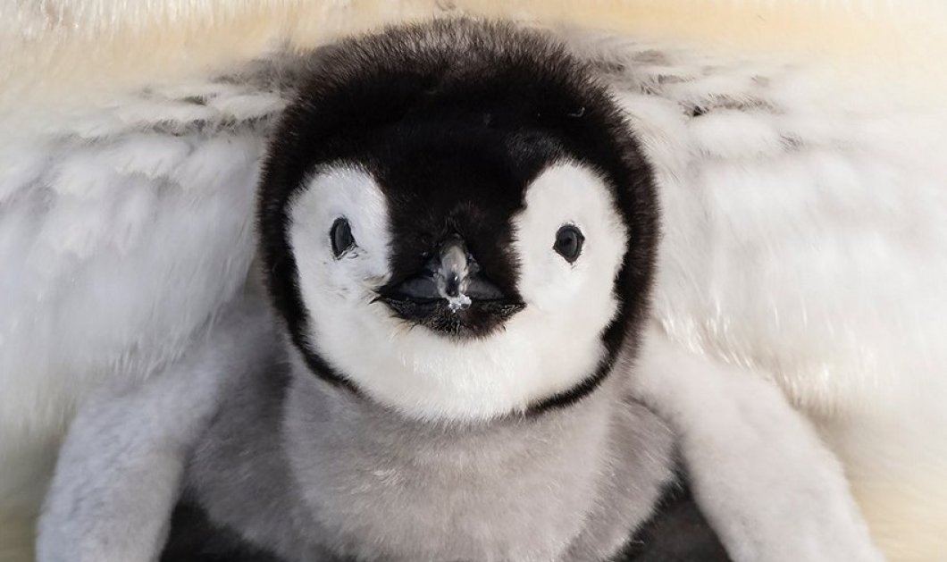 Φωτό ημέρας ένα μικρός Αυτοκρατορικός πιγκουίνος - μα πόσο γλυκό μουτράκι - κλικ από @daisygilardini