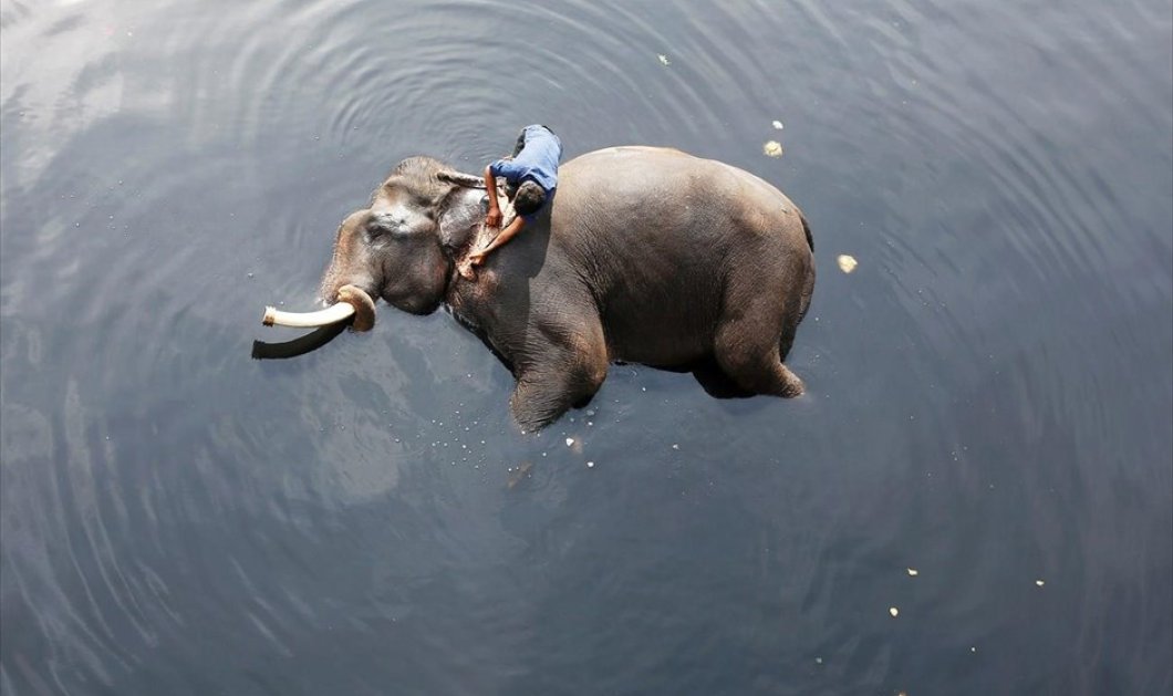 Άντρας πλένει το ελεφαντάκι του στον ποταμό Yamuna στο Νέο Δελχί - Φωτογραφία: REUTERS / ADNAN ABIDI