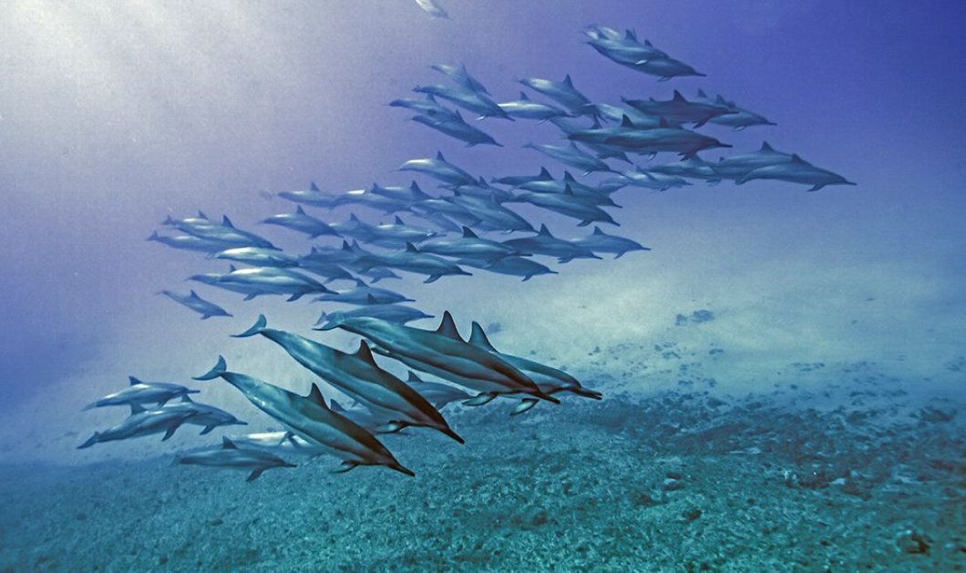 Μοναδικό θέαμα το Κολύμπι δελφινιών κάπου στον ωκεανό της Χαβάης – φωτογράφος Erika Hart -  National Geographic 