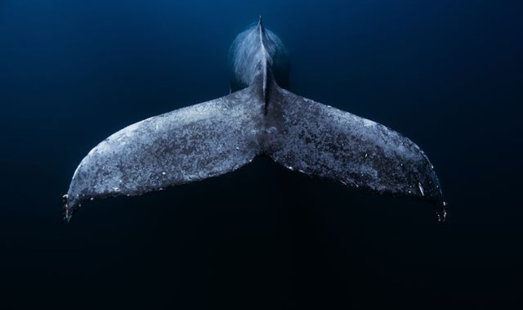 Η εντυπωσιακή λήψη της ουράς μιας φάλαινας... Photo: National Geographic/ Jorge Hauser