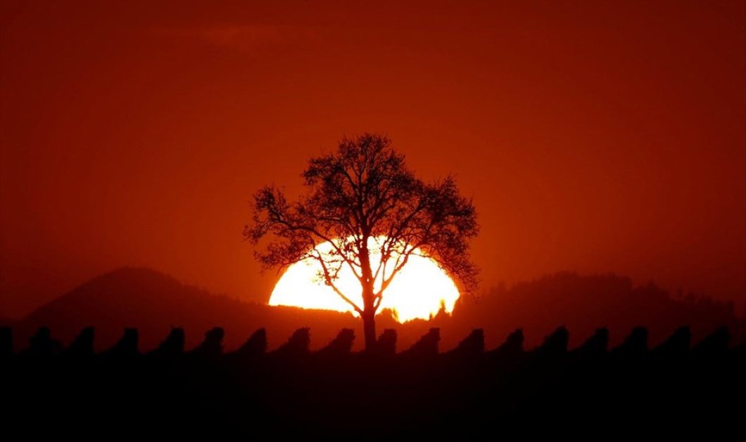 Ο ήλιος δύει σε αμπελώνα του Osthoffen, έξω από το Στρασβούργο - Φωτογραφία: REUTERS / CHRISTIAN HARTMANN