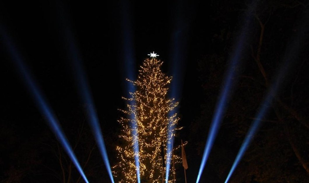 To ψηλότερο φυσικό χριστουγεννιάτικο δέντρο στην Ελλάδα με ύψος 33 μέτρα, στην πόλη των Τρικάλων - Eurokinissi / ΚΑΛΛΙΑΡΑΣ ΘΑΝΑΣΗΣ