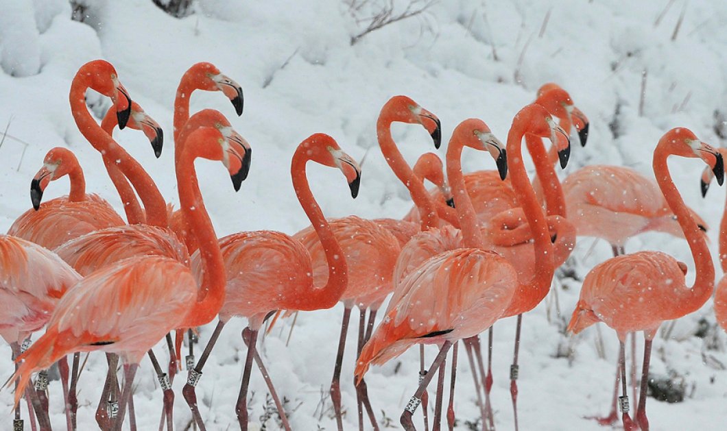 30/01/15: Φαντασμαγορικό υπερθέαμα: Ένα κοπάδι ροζ φλαμίνγκο περπατά στο χιόνι, δημιουργώντας μια μαγική αντίθεση! Φωτό: Jianan Yu/Reuters