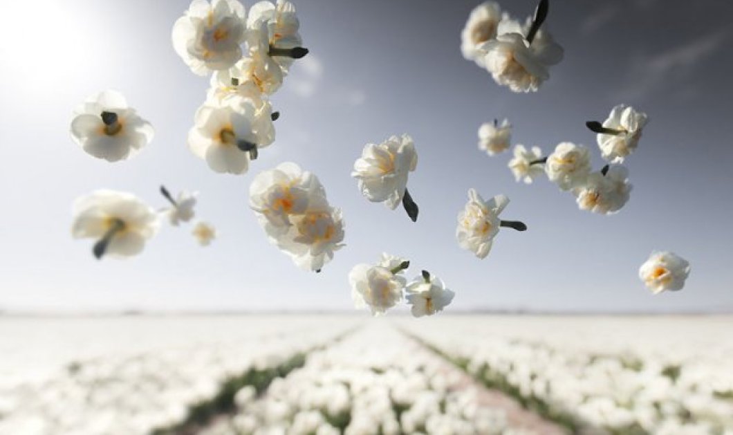 Υπέροχα λευκά λουλούδια στον... αέρα/ Picture: Claire Droppert