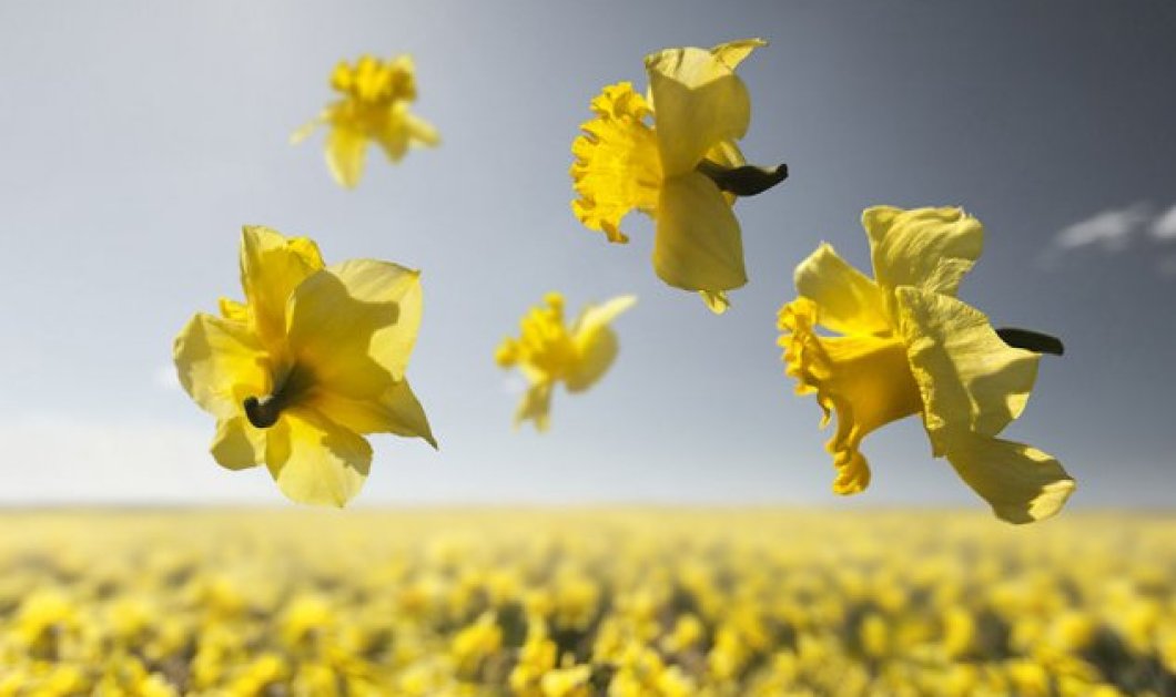 Υπέροχα λουλούδια αιωρούνται στον αέρα στην Ολλανδία! -Picture: Claire Droppert