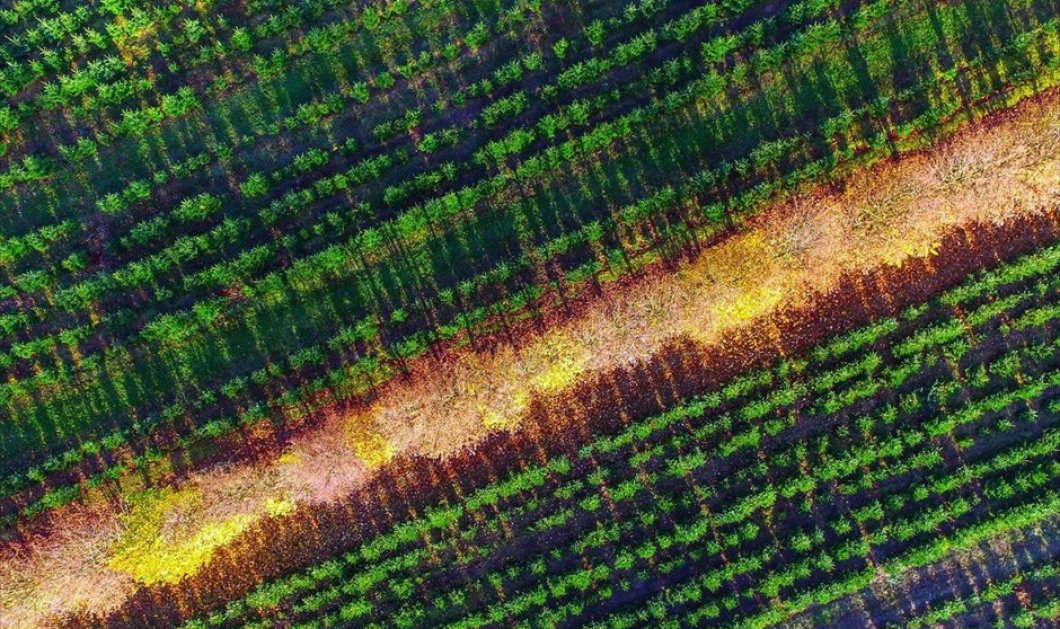 Μία στενή λωρίδα από φυλλοβόλα δέντρα «χρωματίζει» σε φθινοπωρινούς τόνους χωράφι με πεύκα στο Βρανδεμβούργο της Γερμανίας - EPA / PATRICK PLEUL