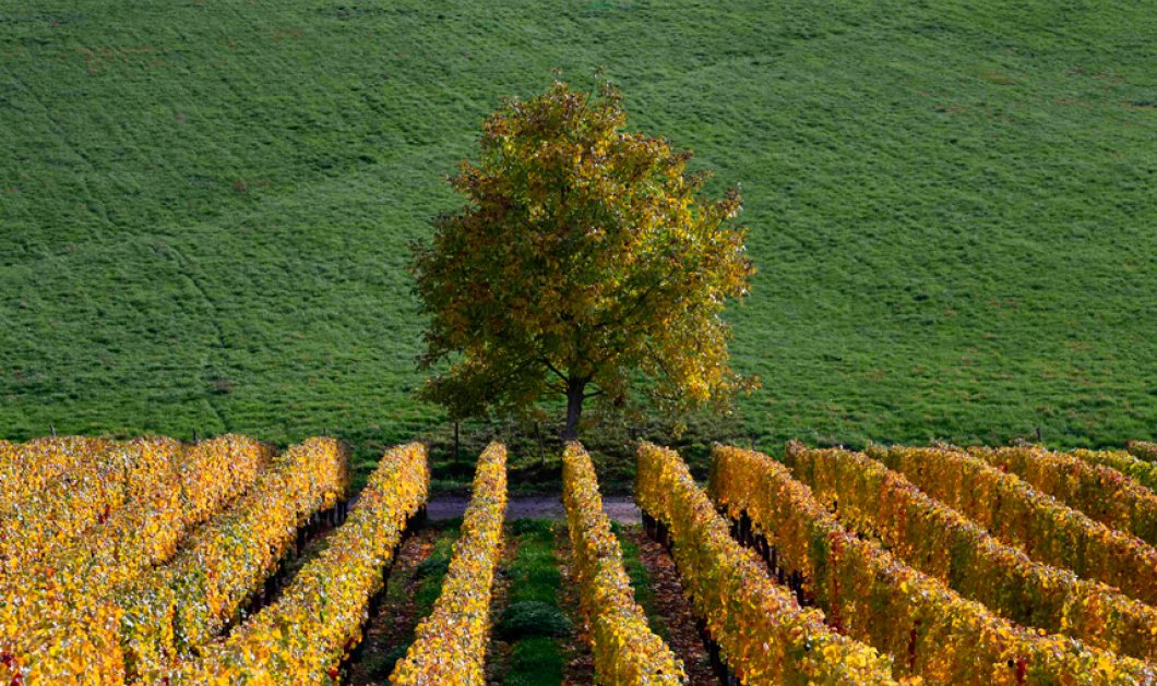 Όταν η φύση έχει κέφια: Απίθανη φωτογραφία από το φθινοπωρινό σκηνικό της Γαλλίας που μοιάζει με πίνακα ζωγραφικής - Picture: REUTERS 