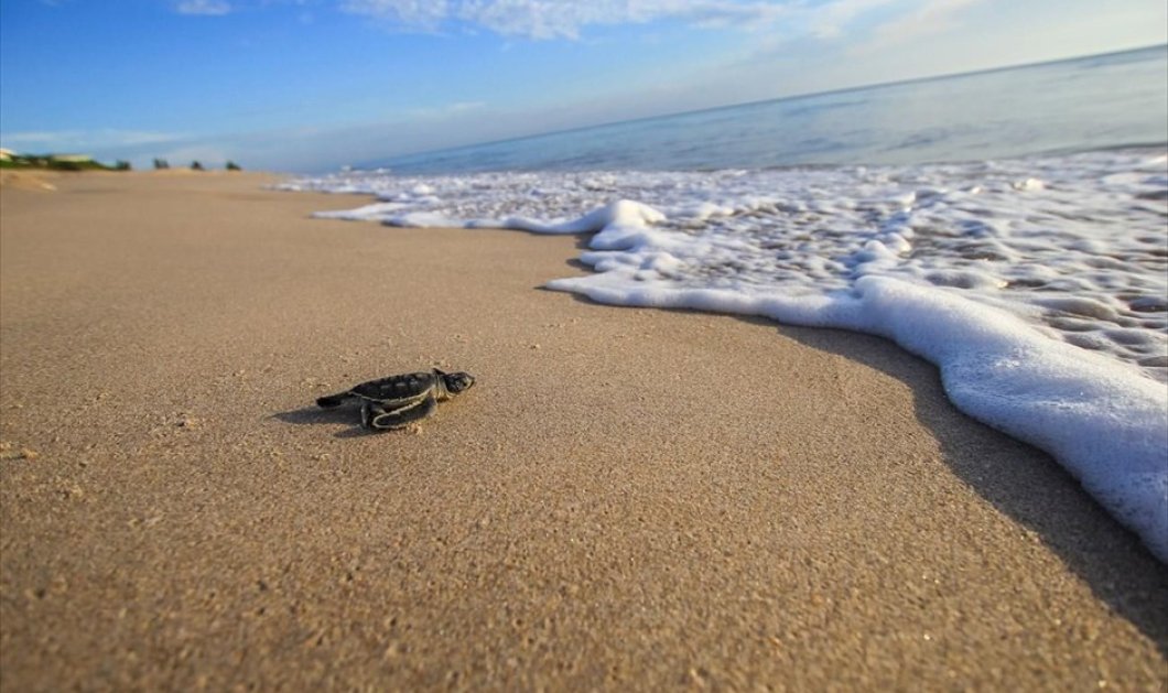 3/9/2015 - Μια μικρή θαλάσσια χελώνα περπατά προς τη θάλασσα, λίγα λεπτά αφότου ήρθε στον κόσμο, στο Εθνικό Καταφύγιο Άγριας Ζωής της Φλόριντα - Picture: REUTERS / HANDOUT