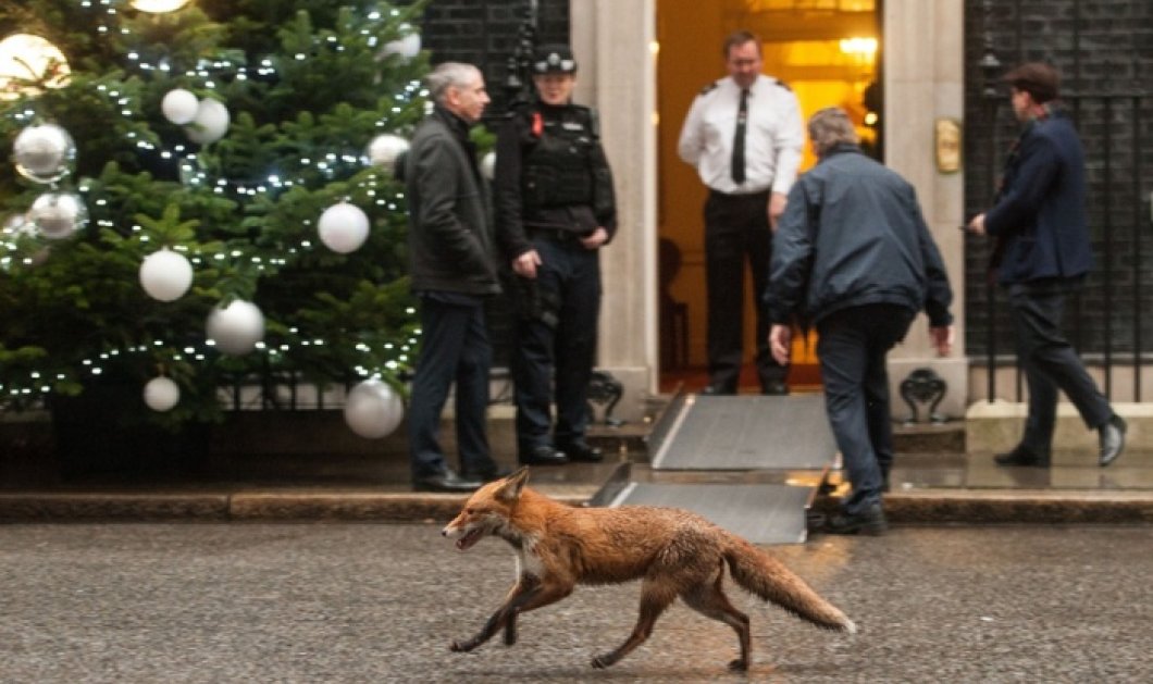 17/12/14 - Μια αλεπού σουλατσάρει έξω από το πρωθυπουργικό γραφείο του Λονδίνου! Δείτε την!