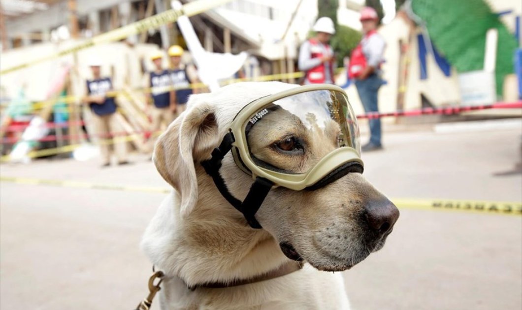 Η Φρίντα, ο σκύλος διάσωσης, που συμμετέχει στις έρευνες για επιζώντες μετά τον καταστροφικό σεισμό στο Μεξικό - Φωτογραφία: REUTERS / JOSE LUIS GONZALEZ