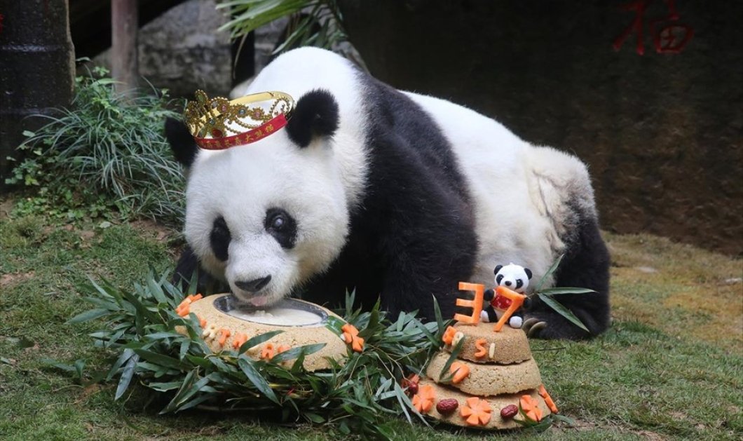 Γενέθλια για γιγαντιαίο πάντα στην Κίνα- Picture: REUTERS / CHINA DAILY