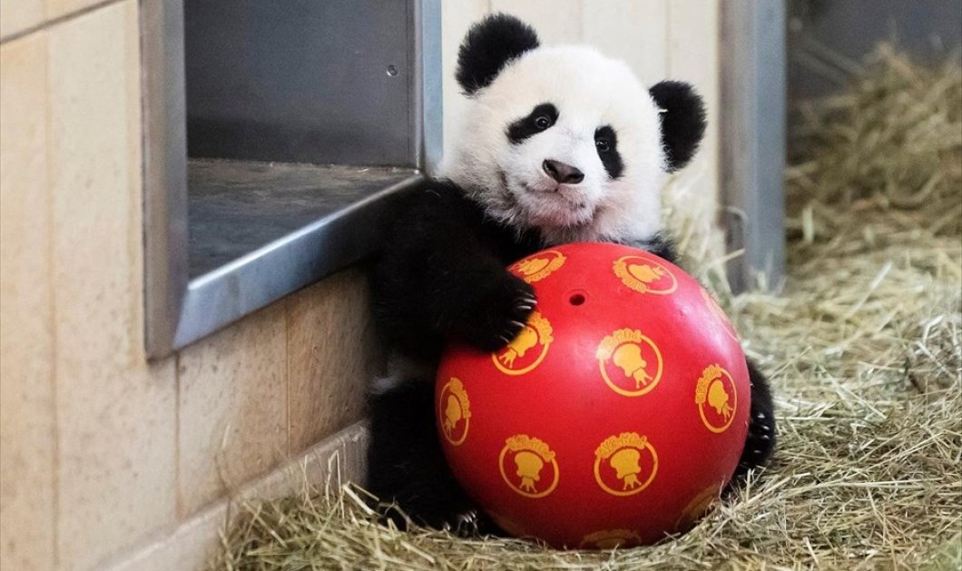 Γιγαντιαίο πάντα σε ζωολογικό κήπο της Βιέννης - Picture: REUTERS / HANDOUT