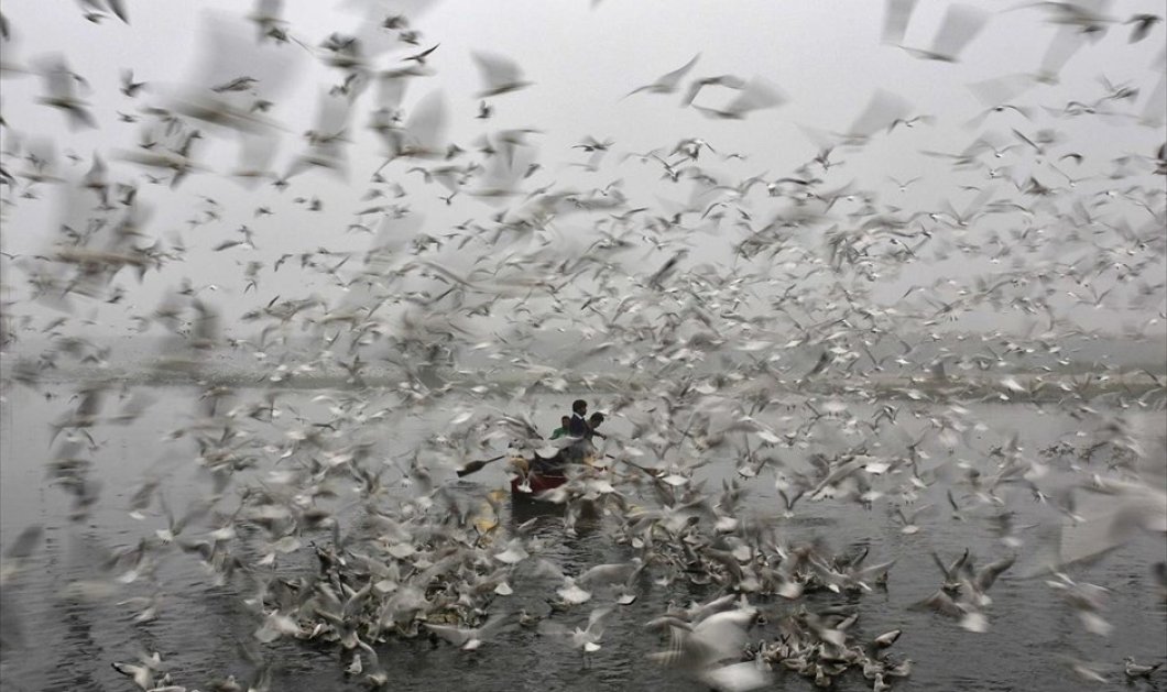 19/12/14: Νέο Δελχί: Άντρες κάνουν βαρκάδα καθώς γλάροι πετούν πάνω από τα νερά του ποταμού Γιαμούνα - Φωτό: Reuters - Ahmad Masud