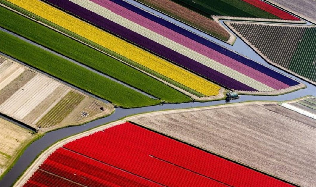Χρώματα φερμένα από παραμύθι σε αεροφωτογραφία από την περιοχή Lisse της Ολλανδίας - Φωτογραφία: EPA / KOEN VAN WEEL