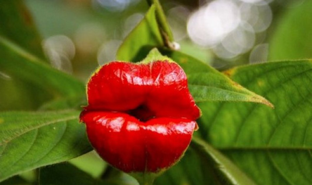 Το φυτό Hooker's Lips ή Kissing Lips που ευδοκιμεί στα τροπικά δάση της Αφρικής/ Από www.wonderlist.com