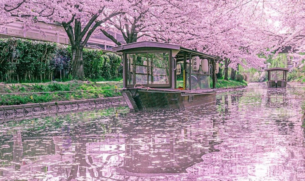 Φωτό ημέρας οι ανθισμένες κερασιές στο Κιότο της Ιαπωνίας /@ramumi8