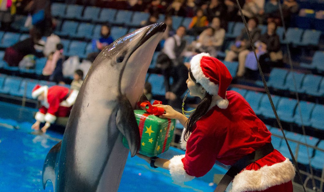 24/12/2014 - Ποιος είπε ότι τα δελφίνια δεν παίρνουν χριστουγεννιάτικα δώρα; Εντυπωσιακή φωτό από ενυδρείο στην Ιαπωνία!
