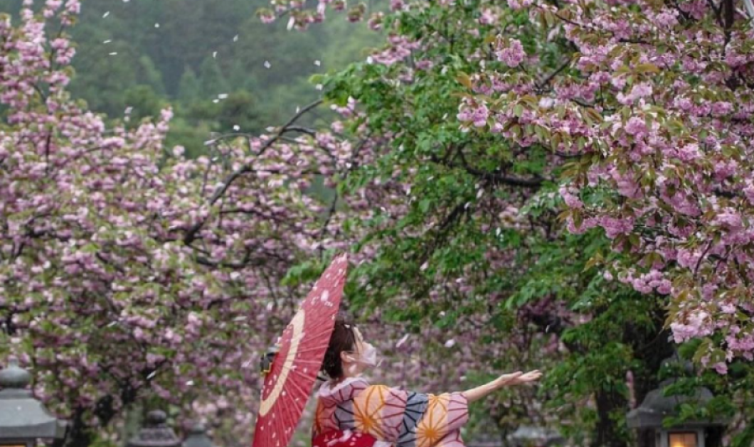 Φωτογραφία ημέρας: Japan Cherry Blossoms, Photography by @hamnin1027ie /instagram:  fubiz