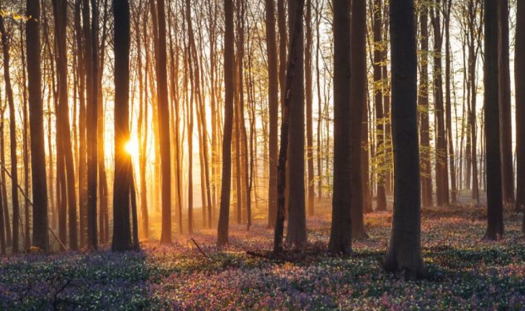 Δάσος Hallerbos- Ένας επίγειος παράδεισος στο Βέλγιο/ Picture: Johan Lolos