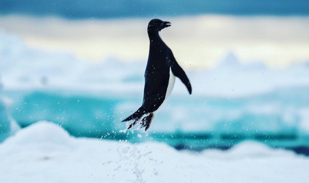 Φωτό ημέρας το αισιόδοξο κλικ του @jonathan_irish - η στιγμή που ένας μικρός πιγκουίνος πήδα έξω από το νερό 