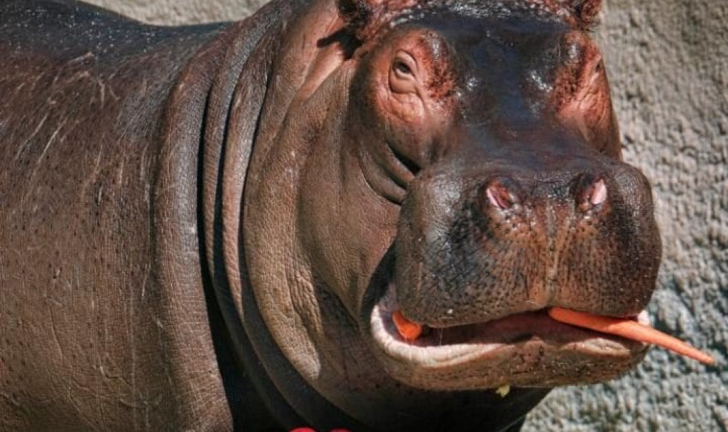 Πανάσχημος αλλά χαριτομένος τρώει το σνακ του στο ζωολογικό κήπο του Λος Αντζελές - Picture: RICHARD VOGEL/AP
