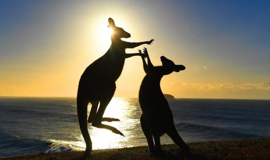 Δύο καγκουρό παίζουν στην παραλία Emerald της Νέας Νότιας Ουαλίας, στην Αυστραλία - Φωτογραφία: EPA / DAVE HUNT