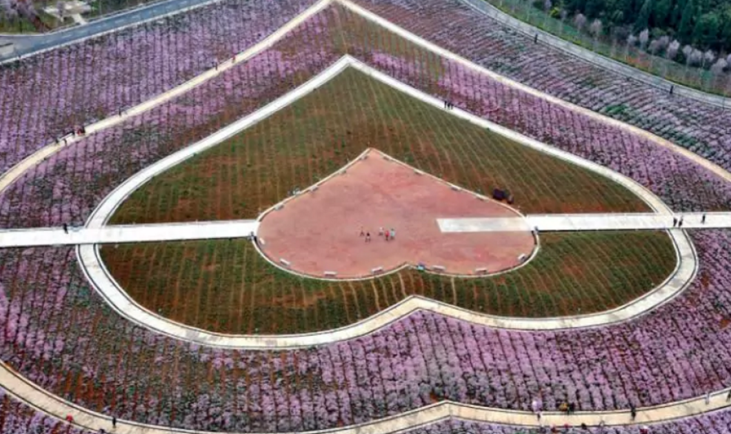 Επίσκεψη σε πάρκο λουλουδιών σε σχήμα καρδιάς - Picture: AFP/GETTY IMAGES
