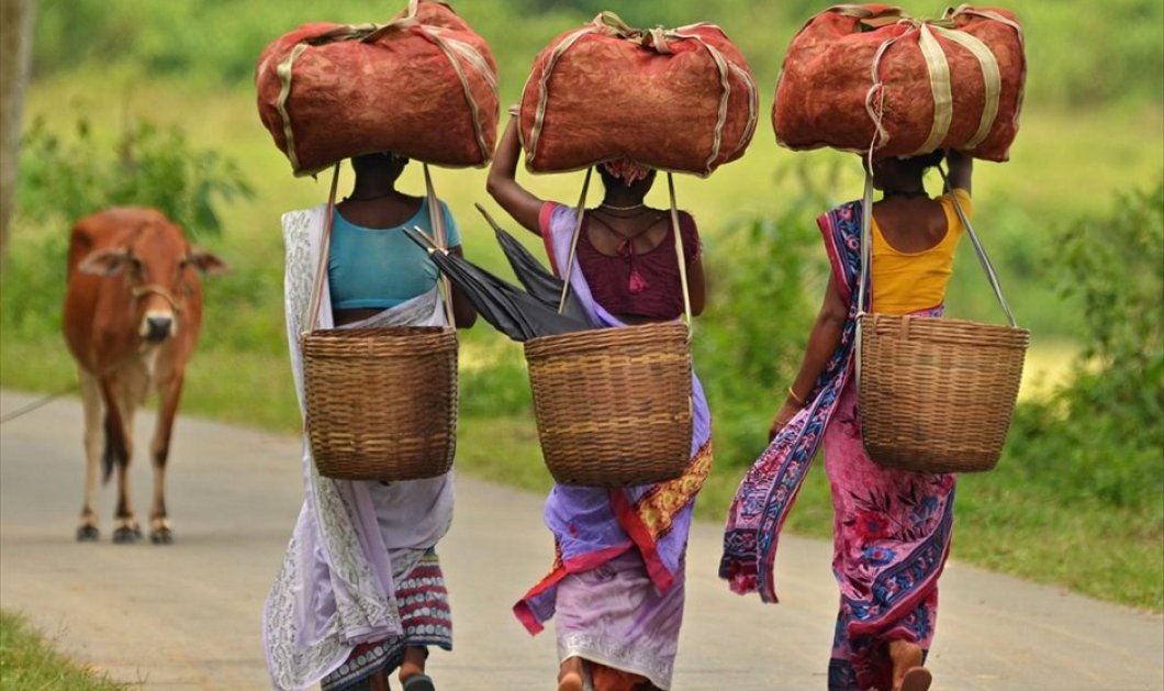 Γυναίκες κουβαλούν σάκους με φύλλα τσαγιού, σε μία φυτεία τραγιού στην περιοχή Ναγκάον, στο βορειοανατολικό κρατίδιο του Ασσάμ στην Ινδία - Picture: REUTERS / STRINGER 