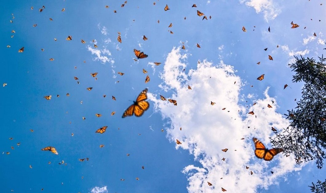 Φωτό ημέρας το κλικ της @katieorlinsky: Κάθε χρόνο εκατομμύρια πεταλούδες «Μονάρχης» ταξιδεύουν από τις ΗΠΑ στο Μεξικό για να ξεχειμωνιάσουν