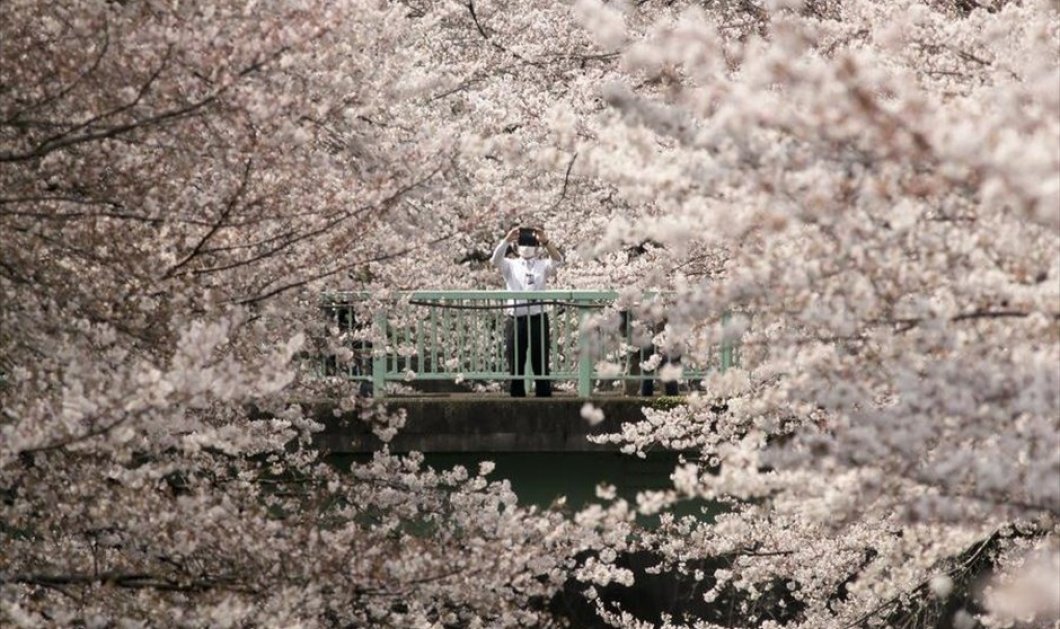 Οι ανθισμένες κερασιές & αμυγδαλιές της Ιαπωνίας είναι χάρμα οφθαλμών - EPA / KIMIMASA MAYAMA