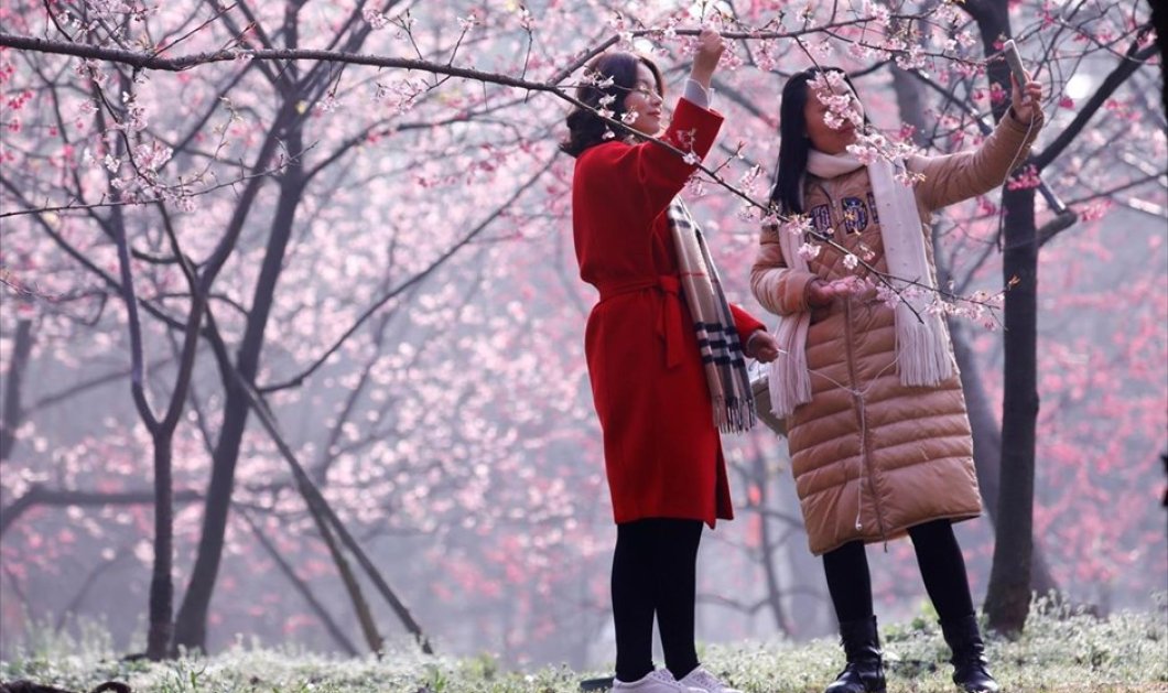 Ολάνθιστες & όμορφες κερασιές στο γραφικό Γουχάν της Κίνας - Φωτογραφία: REUTERS / CHINA STRINGER NETWORK