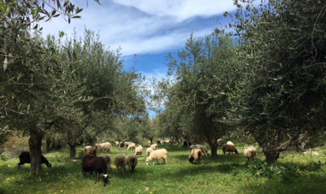 Από την υπέροχη φύση, Κρήτη σε μια εικόνα με τα πολυαγαπημένα αρνάκια που κάλο είναι να αφήσουμε ήσυχα... 