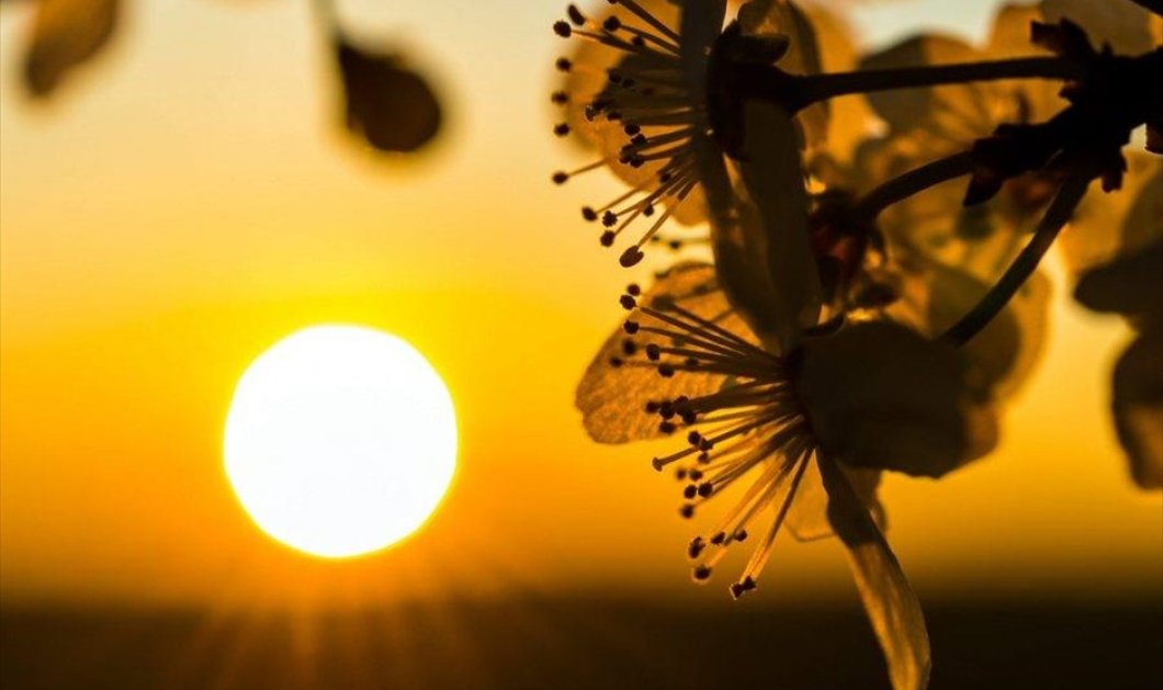 Ο ήλιος διακρίνεται πίσω από άνθη, σε χωράφι, στο Βρανδεμβούργο της Γερμανίας - Picture: EPA / PATRICK PLEUL