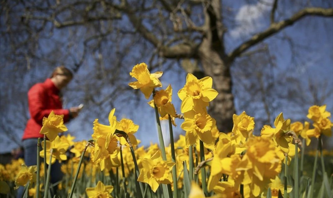 Ολάνθιστα κατακίτρινα λουλούδια κερδίζουν τις εντυπώσεις στο Σεντ Τζέιμς Παρκ του Λονδίνου - REUTERS / NEIL HALL
