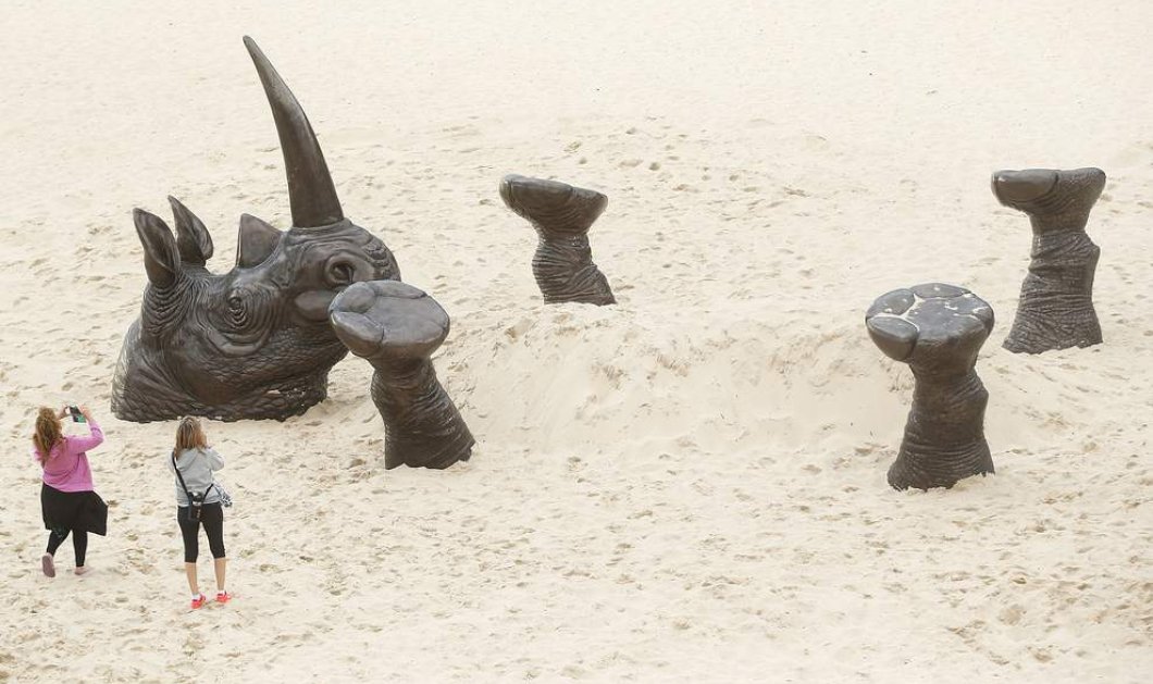 Ένας γιγάντιος ρινόκερος κάνει... αμμόλουτρο στις ακτές του Σίδνεϋ, με αφορμή την έκθεση Sculpture by the Sea - Picture:  Mat Metcalfe/Getty 
