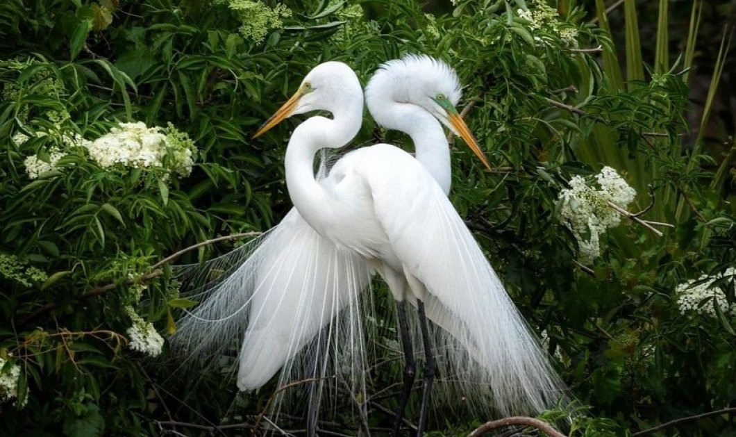 Φωτό ημέρας δύο Egrets που φλερτάρουν μιμούμενα το ένα το άλλο! - κλικ από @ladzinski