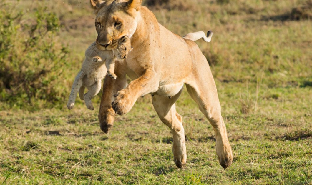 16/3/15: Αυτό θα πει μητρικό ένστικτο - Δείτε ένα τρυφερό ενσταντανέ με μια λέαινα να μεταφέρει το λιονταράκι της! Φωτό: Caters