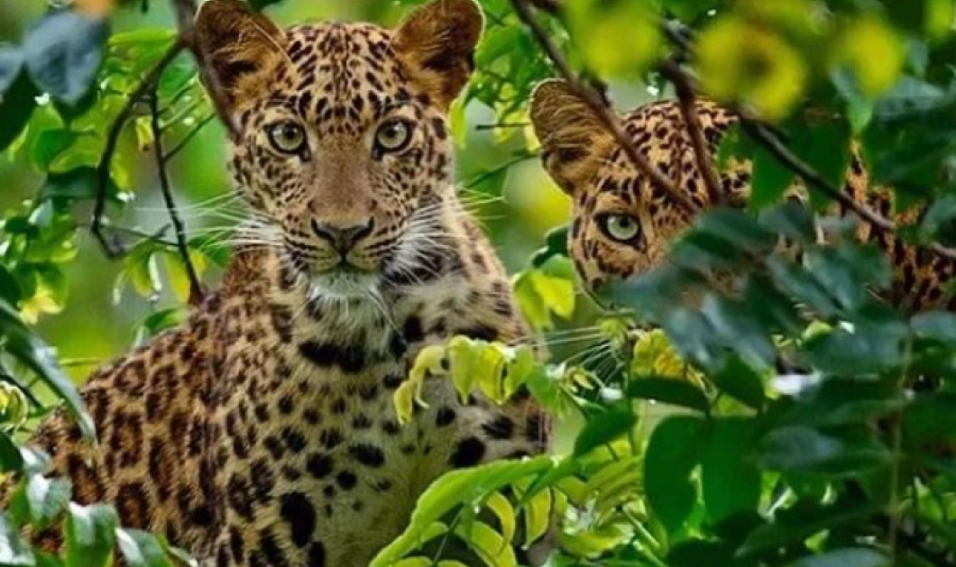 The Secretive World of Leopards/ Instagram by @mithunhphotography