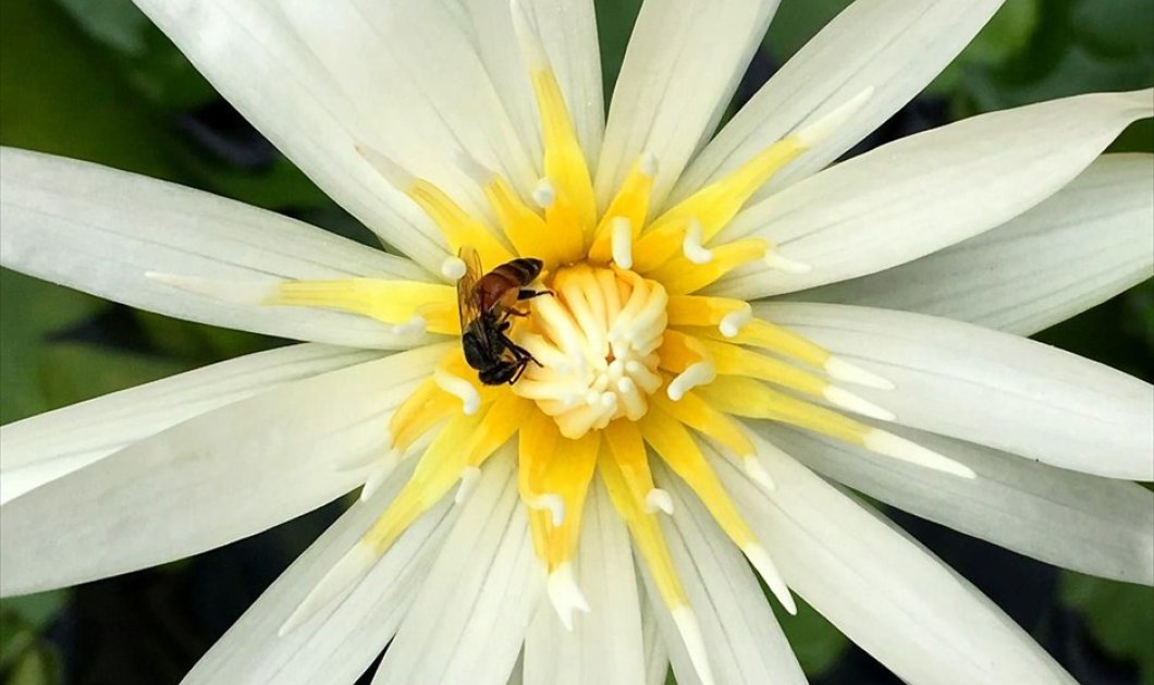 Μια μέλισσα μαζεύει γύρη από ένα άνθος λωτού, σε κήπο της Μπανγκόκ - Picture: REUTERS / JORGE SILVA 