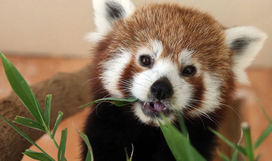 Φωτό ημέρας ένα γλυκύτατο μωρό panda τρώει την αγαπημένη του λιχουδιά ΑΠΕ-ΜΠΕ